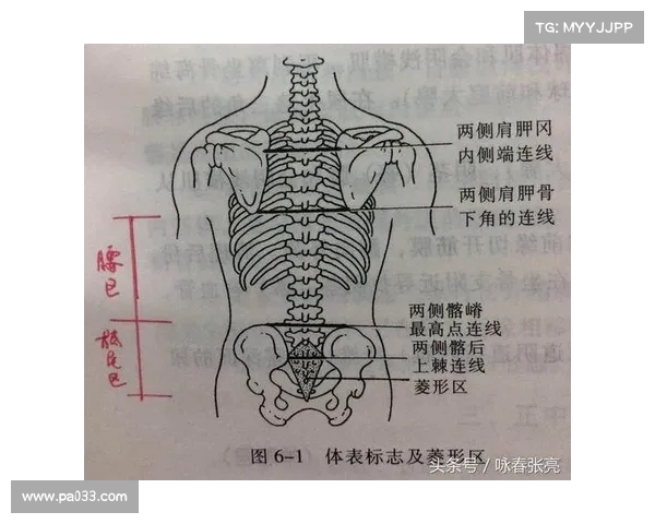 腰部组织在人体健康中的重要性与现代医学研究的进展分析